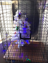 Reader Dana W's Christmas Tree